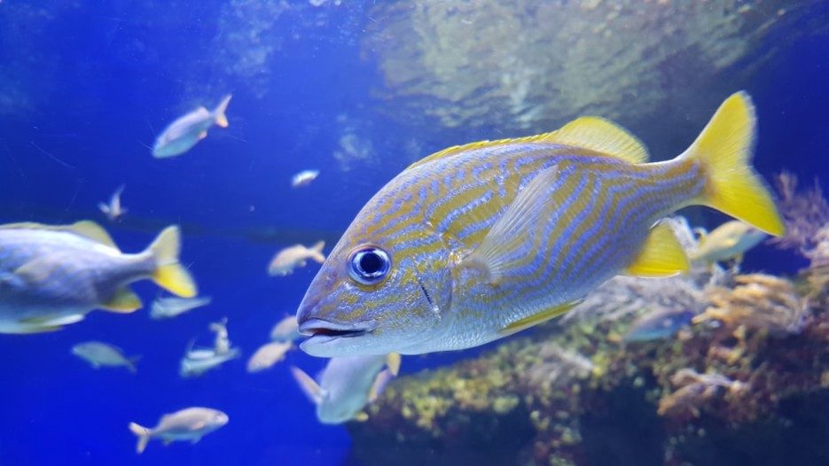 Experts warn a biodiversity loss could lead to countries defaulting